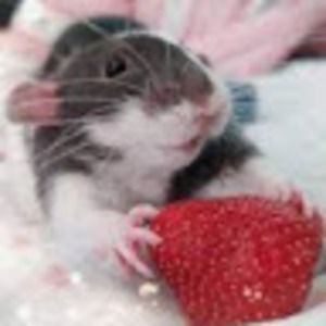 Meet your Posher, Violet